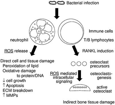 Pathways that Regulate ROS Scavenging Enzymes, and Their Role in Defense Against Tissue Destruction in Periodontitis